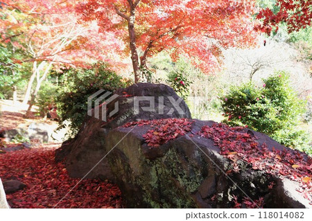 Autumn scenery along the walking path: Elegant fallen maple leaves Autumn scenery along the walking path: Elegant fallen maple leaves 118014082