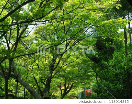 京都鬆山度假村日本花園 京都鬆山度假村日本花園 118014215