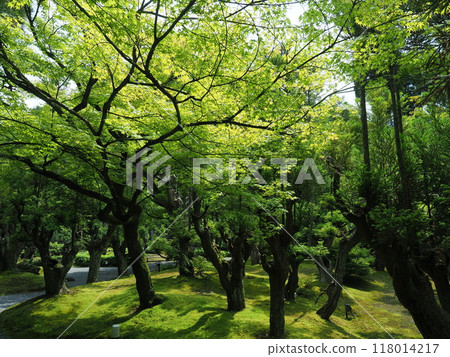 京都鬆山度假村日本花園 京都鬆山度假村日本花園 118014217