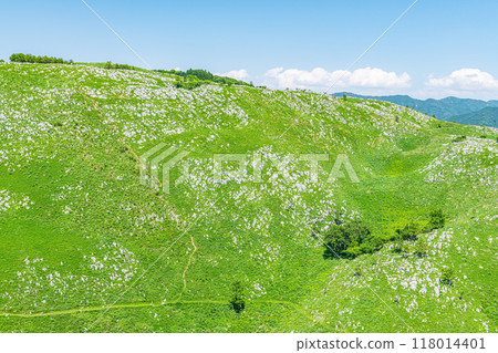 山口縣美你市秋吉台,初夏的喀斯特高原,綠意盎然 山口縣美你市秋吉台,初夏的喀斯特高原,綠意盎然 118014401