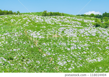 Akiyoshidai, a karst plateau with beautiful fresh greenery in early summer, Mine City, Yamaguchi Prefecture 118014404