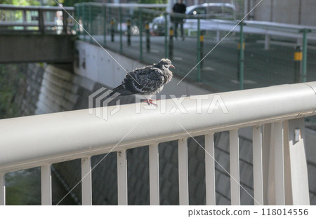一隻小斑鳩棲息在橋欄桿上 118014556