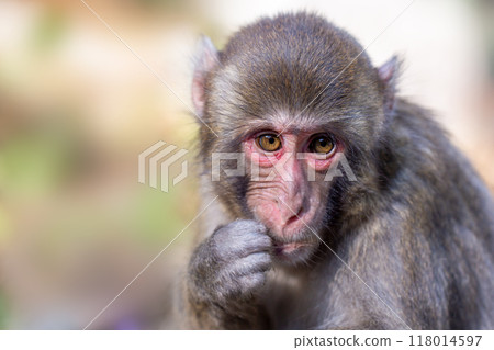 Child monkey of Takasakiyama Child monkey of Takasakiyama 118014597