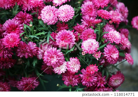 瑪格麗特 紅紫色雙花 瑪格麗特 紅紫色雙花 118014771
