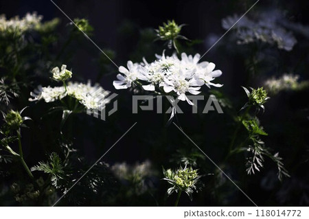 Orlea 白色嬌嫩的花朵 Orlea 白色嬌嫩的花朵 118014772