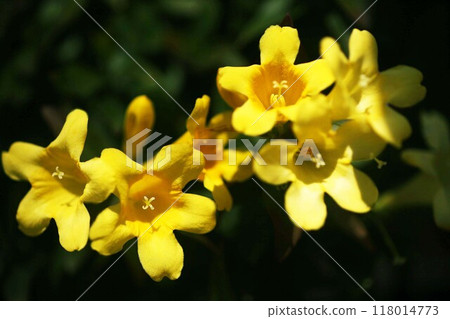 Carolina Jasmine's yellow flowers Carolina Jasmine's yellow flowers 118014773