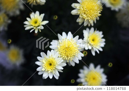 Bonza margaret, white and yellow flowers 118014788