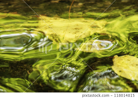 Fallen leaves floating on the water Fallen leaves floating on the water 118014815