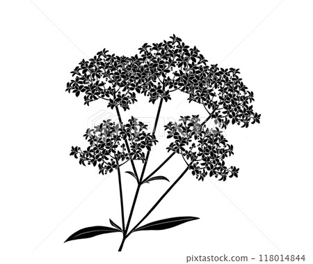 女孩花的黑白插圖(帶有白色輪廓) 女孩花的黑白插圖(帶有白色輪廓) 118014844