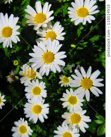 Margaret flower landscape in the flowerbed 118014918
