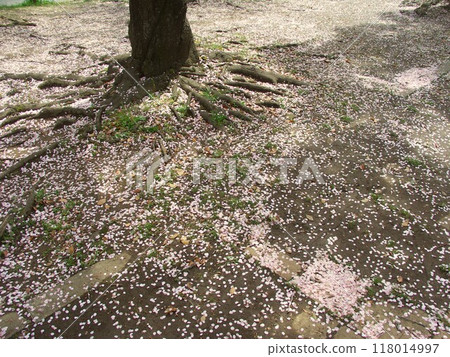 春天公園花園景觀，櫻花花瓣散落 118014997