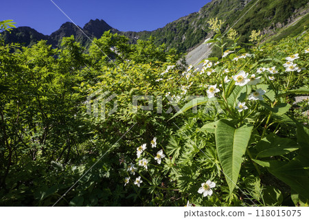 Alpine plants and the Northern Alps Alpine plants and the Northern Alps 118015075