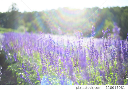 Salvia in full bloom (flare expression) 118015081