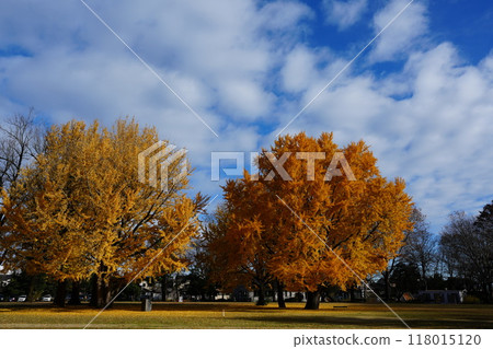 A ginkgo tree with red leaves in late November A ginkgo tree with red leaves in late November 118015120