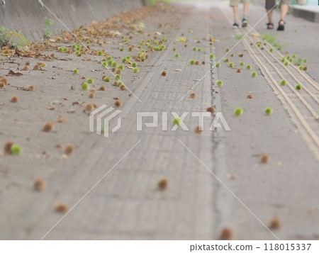 A lot of chestnuts fallen on the road 118015337
