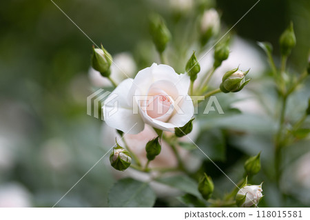 淡粉色玫瑰 淡粉色玫瑰 118015581