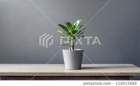 灰色的牆壁,桌上時尚的植物 灰色的牆壁,桌上時尚的植物 118015888
