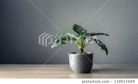 灰色的牆壁,桌上時尚的植物 灰色的牆壁,桌上時尚的植物 118015889