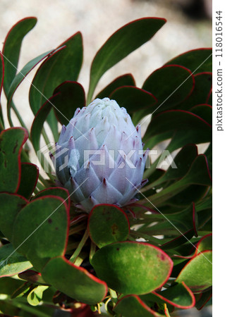 普羅蒂亞 118016544