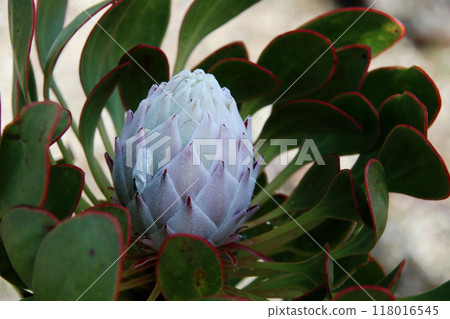 普羅蒂亞 118016545