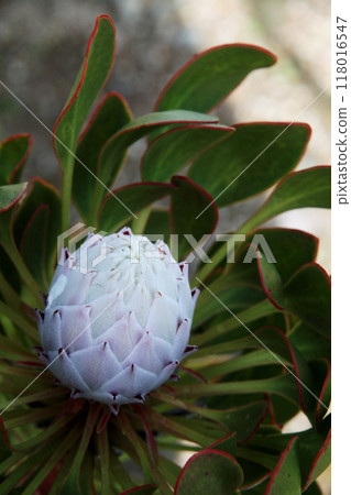 Protea 118016547
