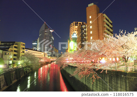 Megurogawa Sakura Festival Evening scenery Megurogawa Sakura Festival Evening scenery 118016575