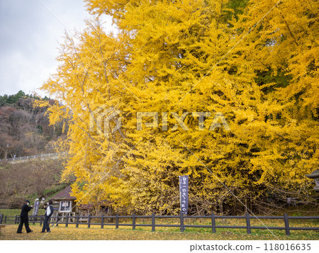 [Japan] The giant ginkgo tree in Kitakanegasawa, Aomori Prefecture and tourists taking photos in front of it 118016635