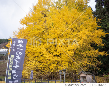 [Japan] The giant ginkgo tree and flags of Kitakanegasawa, Aomori Prefecture 118016636