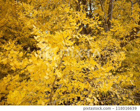 [Japan] Yellow leaves and branches of the large ginkgo tree in Kitakanegasawa, Aomori Prefecture 118016639