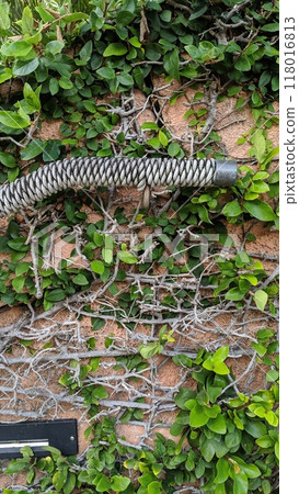 Green Ivy on Brick Wall with Conduit Pipe Detail Green Ivy on Brick Wall with Conduit Pipe Detail 118016813