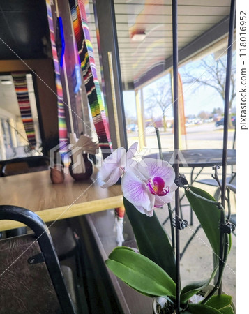 Orchid on Cafe Table, Striped Decor, Suburban View Through Window Orchid on Cafe Table, Striped Decor, Suburban View Through Window 118016952