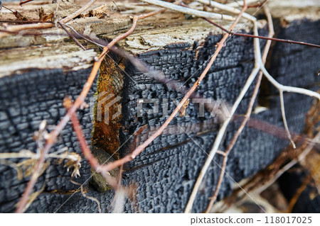 Intimate View of Charred Wood and Branches in Natural Setting Intimate View of Charred Wood and Branches in Natural Setting 118017025