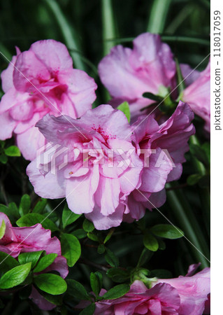 Azalea 118017059