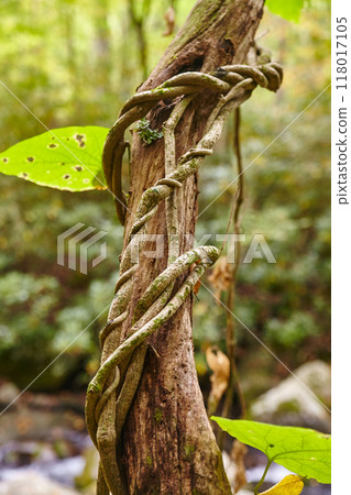 Twisted Vine on Weathered Tree - Forest Intimacy 118017105