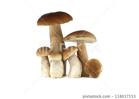 Fresh porcini mushrooms isolated on white background for culinary use Fresh porcini mushrooms isolated on white background for culinary use 118017153