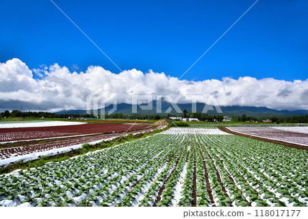 【長野縣】夏季的野邊山高原、蔚藍的天空和廣闊的白菜田 118017177
