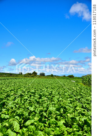 [Nagano Prefecture] Nobeyama Plateau in summer: Blue skies and vast fields 118017188