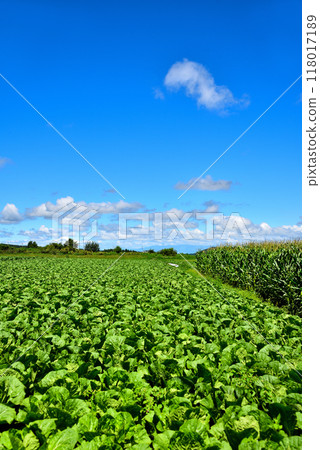 [Nagano Prefecture] Nobeyama Plateau in summer: Blue skies and vast fields 118017189