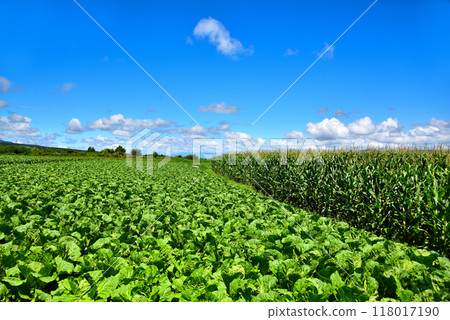 [Nagano Prefecture] Nobeyama Plateau in summer: Blue skies and vast fields 118017190