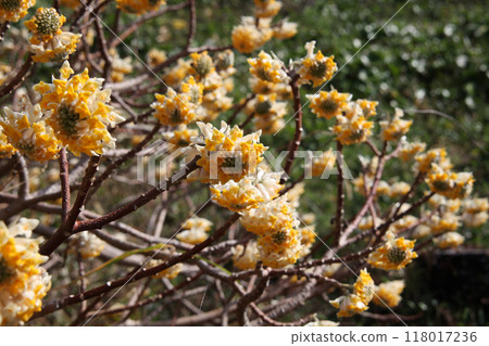 Mitumata flowers Mitumata flowers 118017236