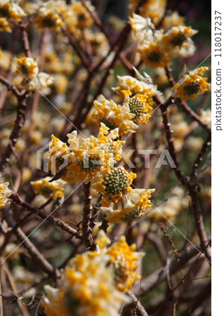 Mitumata flowers 118017237