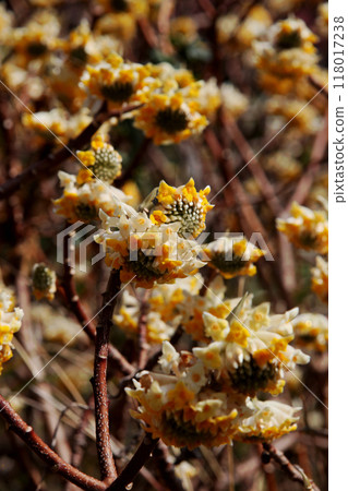 Mitumata flowers 118017238