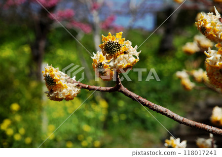 Mitumata flowers Mitumata flowers 118017241