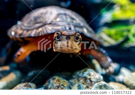 Close-up of a brown pond turtle Close-up of a brown pond turtle 118017322