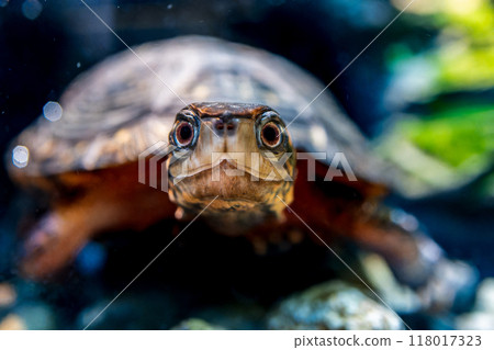 Close-up of a brown pond turtle Close-up of a brown pond turtle 118017323
