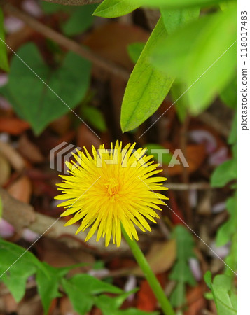 A single dandelion blooming in a spring field A single dandelion blooming in a spring field 118017483