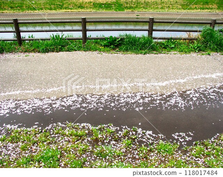 Scenery of a promenade on the bank of a spillway with puddles after the rain with cherry blossom petals scattered 118017484