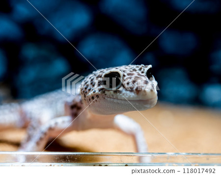 Close up of leopard gecko 118017492
