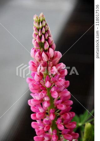 Lupine Lupine 118017536