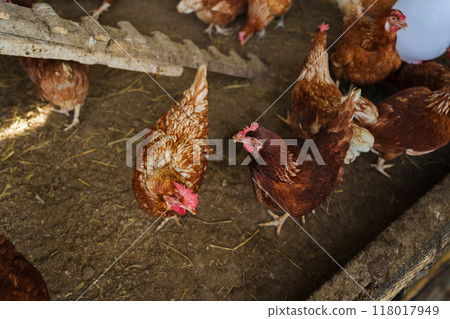 brown chicken or hen lay eggs in rural farm brown chicken or hen lay eggs in rural farm 118017949